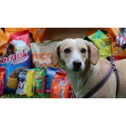 Mais de 1200 animais foram atendidos pelo Banco de Ração de Campo Largo